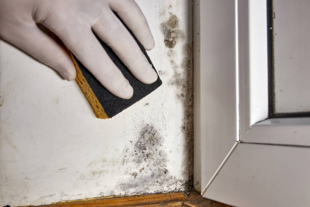  Packanack Lake, NJ Mold Removal Pros
