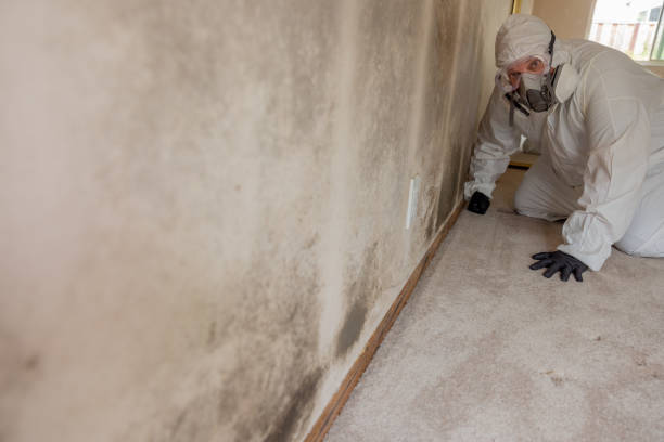 Best Mold Odor Removal Services  in Packanack Lake, NJ